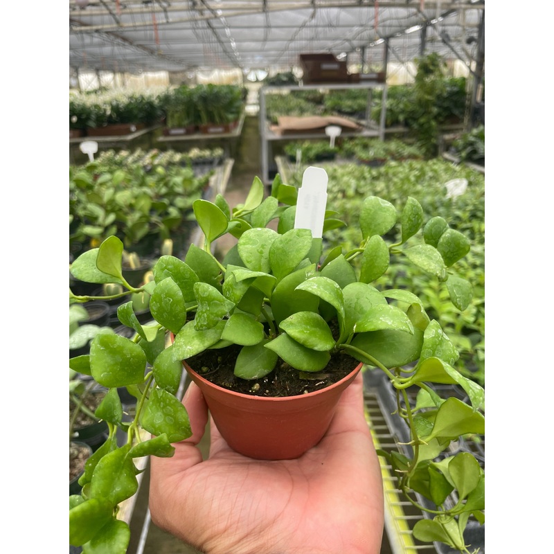 Hoya Heuschkeliana|4″ Pot
