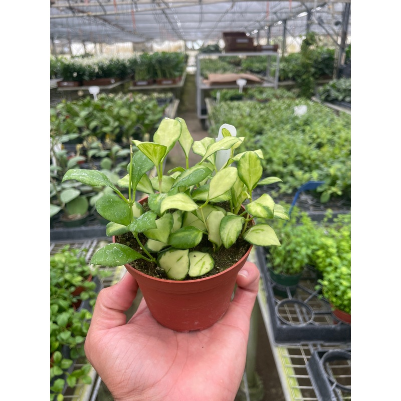 Hoya Heuschkeliana Variegated|4″ Pot