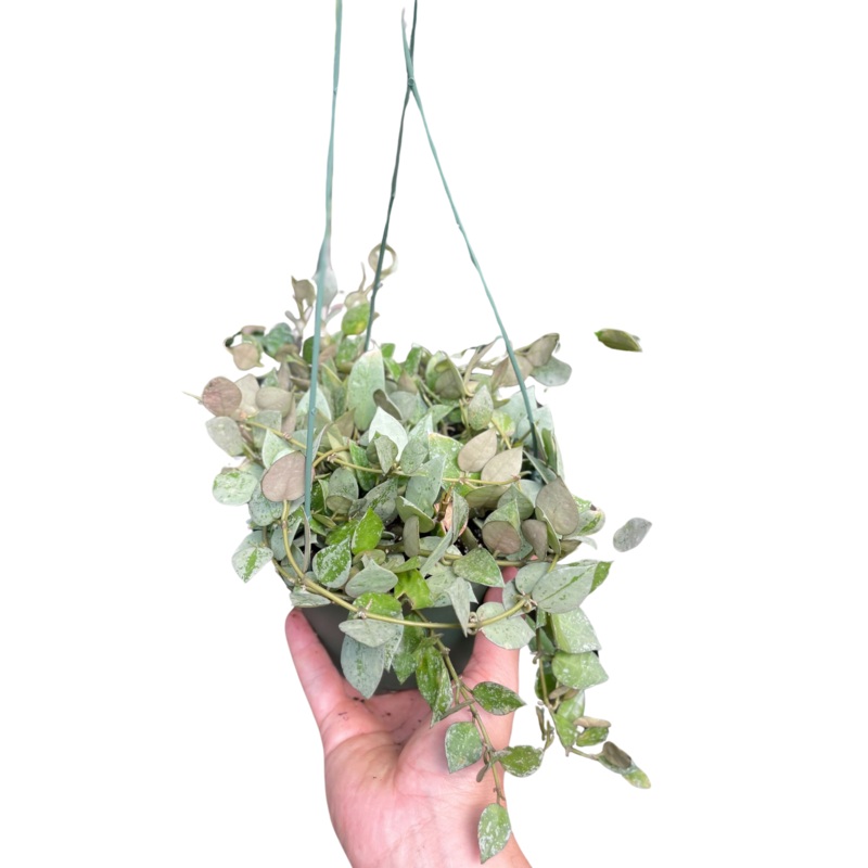 Hoya Krohiana ‘Eskimo’|6″ Pot