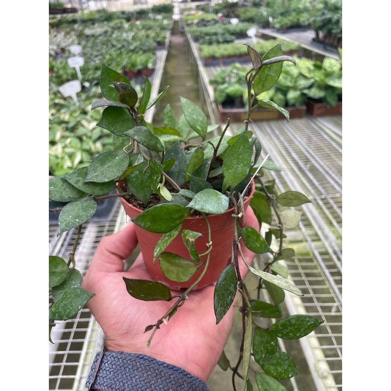 Hoya Krohniana Black|4″ Pot