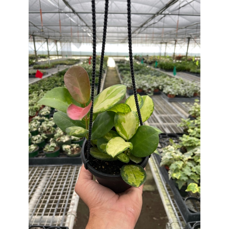 Hoya ‘Lisa’|4″ Pot