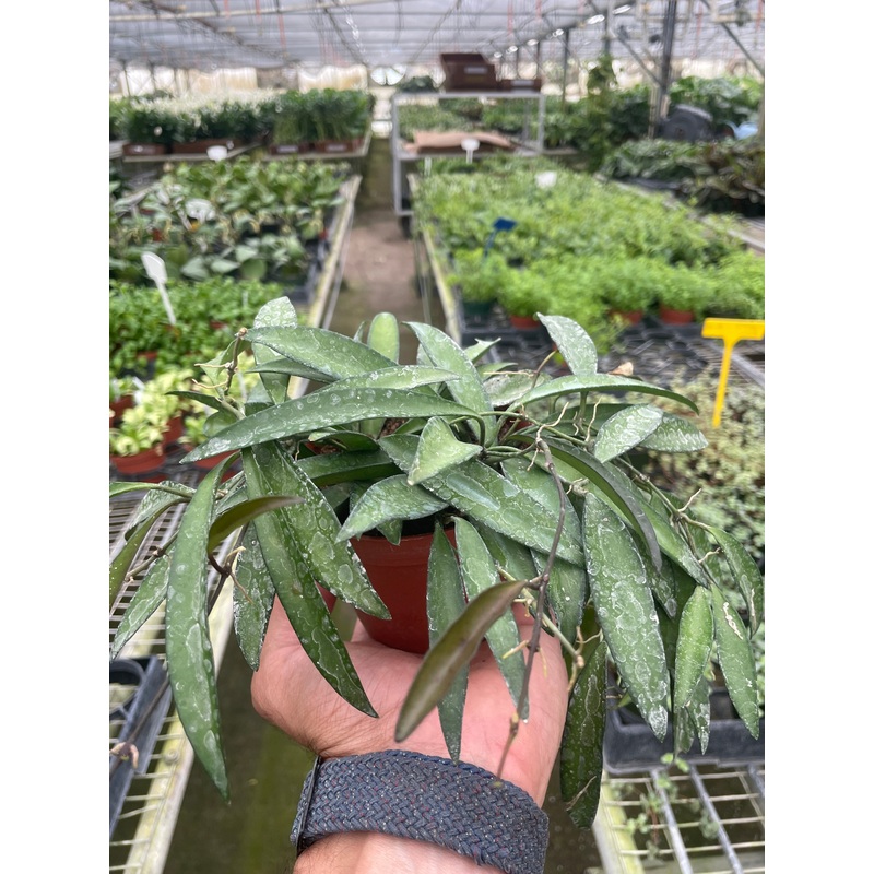 Hoya Wayetii|4″ Pot