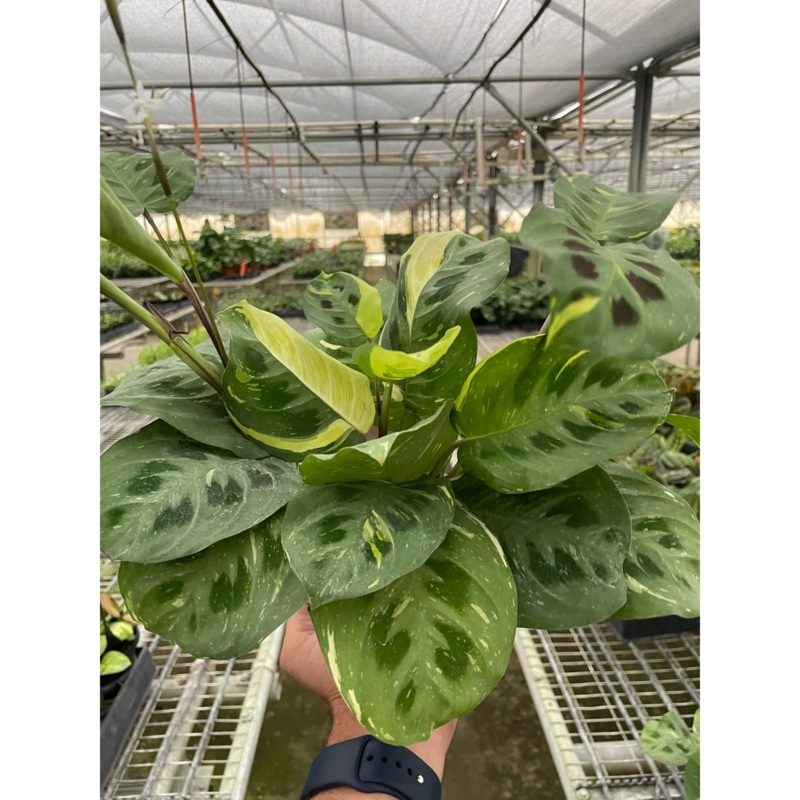 Maranta Variegated ‘Beauty Kim’