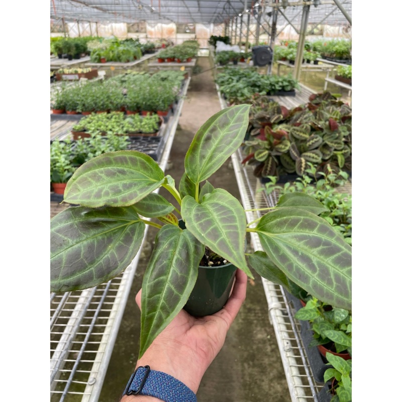 Monolena ‘Primuliflora’|4″ Pot|6″ Pot