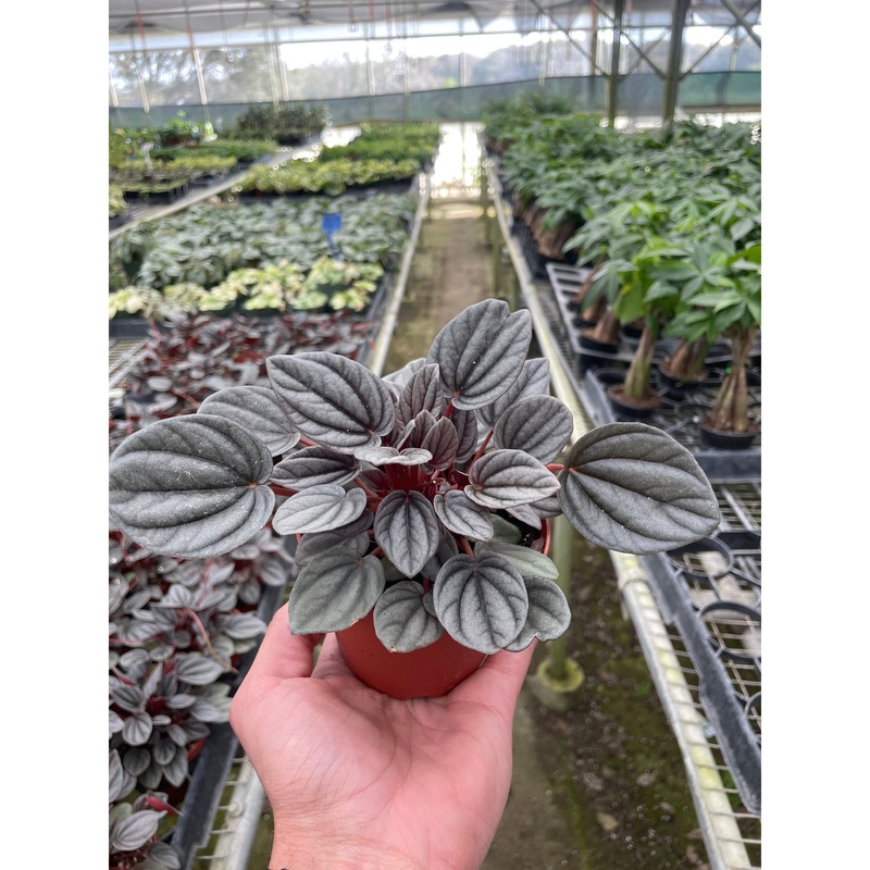 Peperomia ‘Mendoza’|4″ Pot