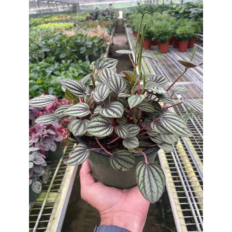 Peperomia ‘Picollo Banda’|4″ Pot|6″ Pot