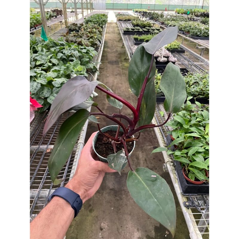 Philodendron ‘Burgundy Princess’ (Reverted Pink Princess) – B-Grade