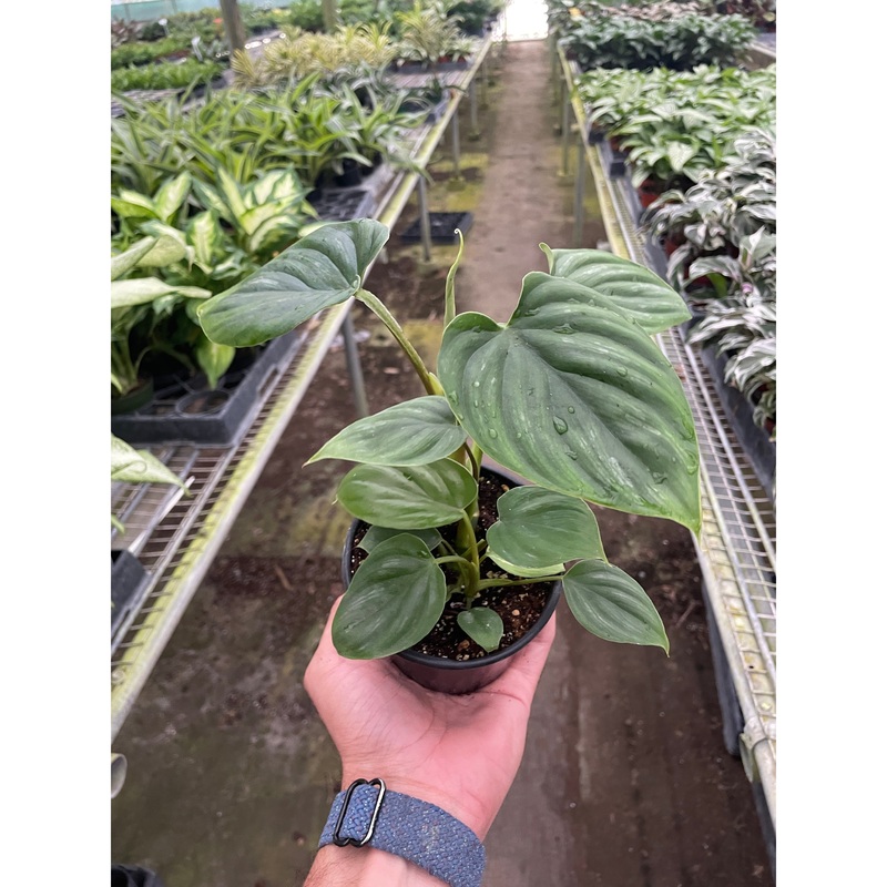 Philodendron ‘Plowmanii’|4″  Pot