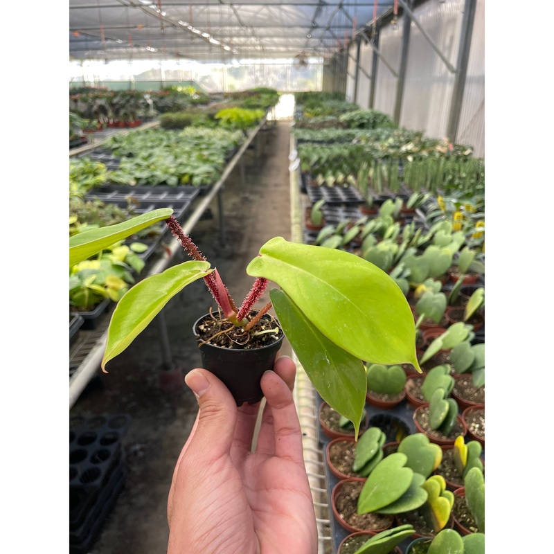 Philodendron ‘Squamiferum’|2″ Pot|6″ Pot
