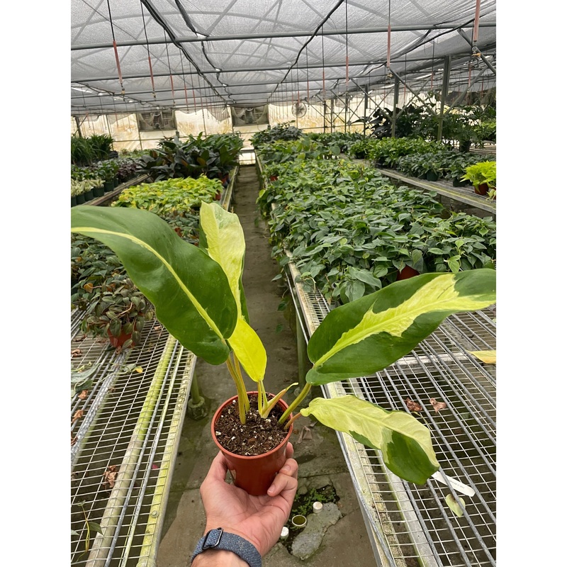 Philodendron ‘Thai Sunrise’|4″ Pot