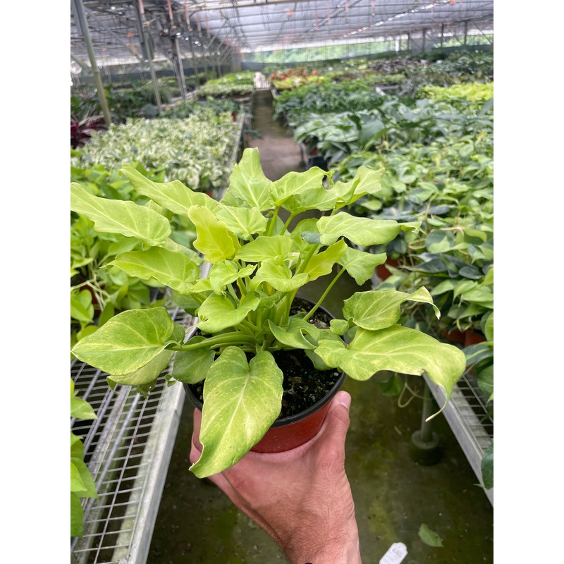 Philodendron ‘Xanadu’ Variegated