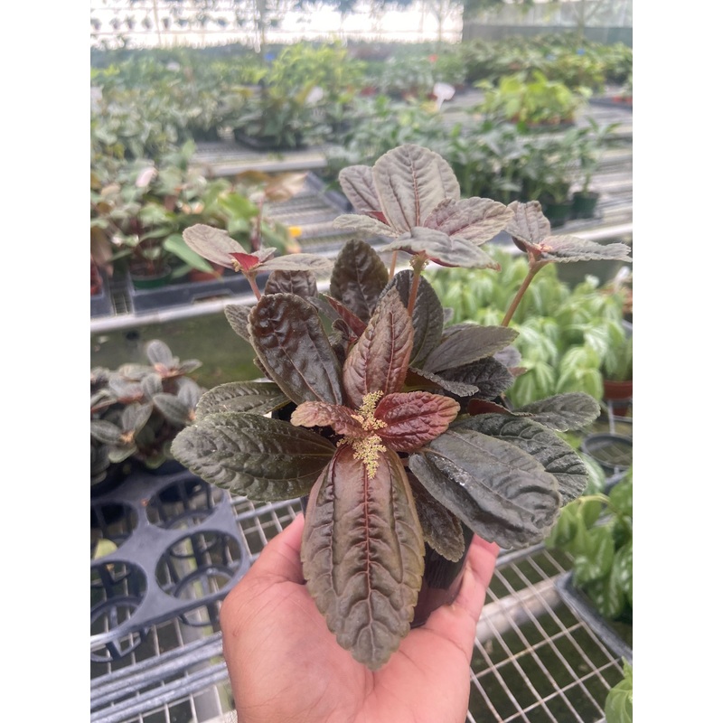 Pilea ‘Chocolate’|4″ Pot