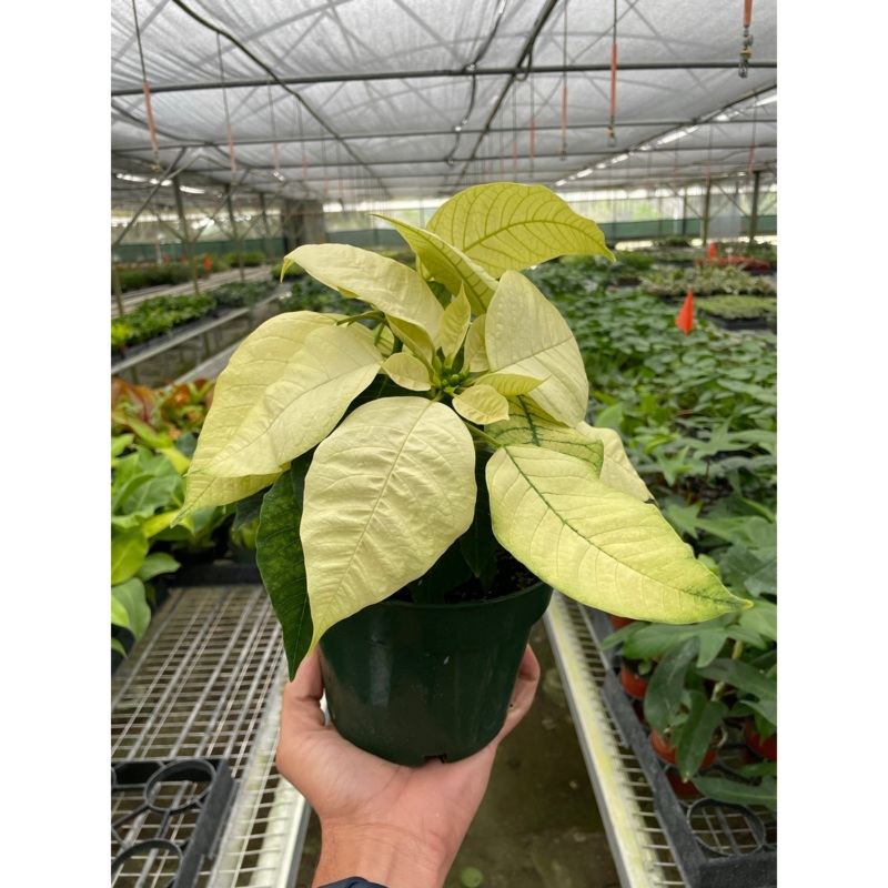 Poinsettia ‘White’|4″ Pot|6″ Pot