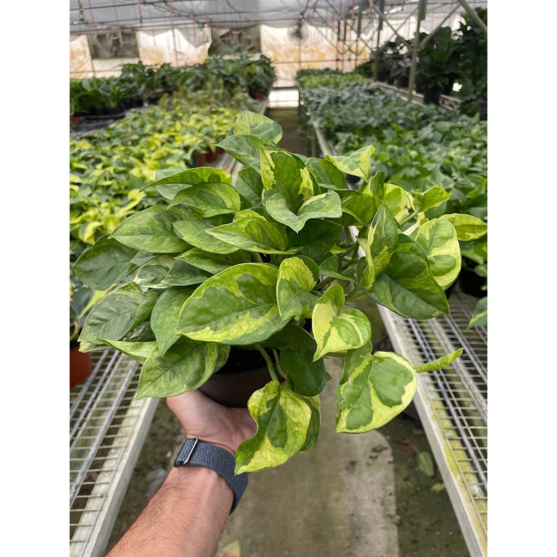 Pothos ‘Lemon Meringue’|6″ Pot