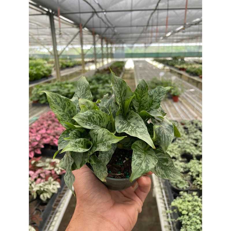 Schismatoglottis ‘Thailand’|4″ Pot
