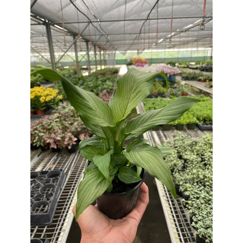 Spathiphyllum ‘Platinum Mist’|4″ Pot