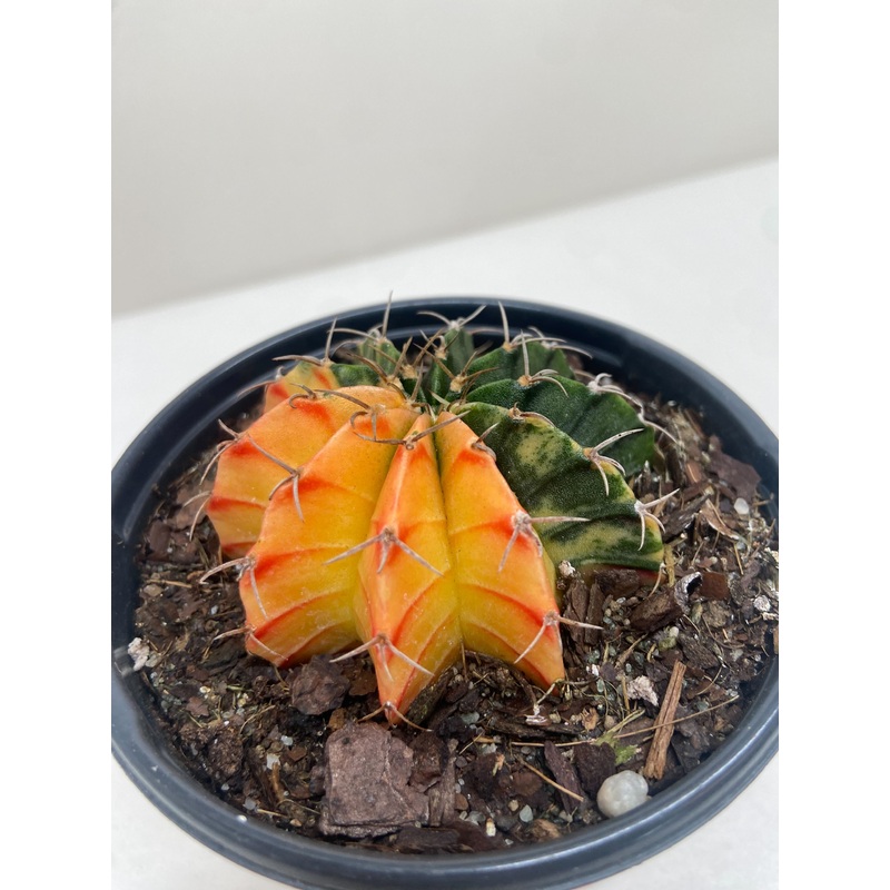 Succulent Cactus Color Ball|4″ Pot