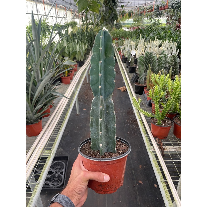 Succulent Cereus Cuddly Cactus