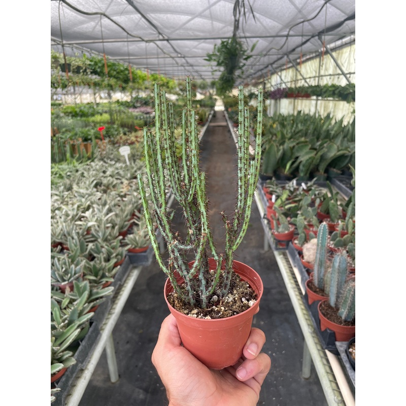 Succulent Euphorbia Aeruginosa