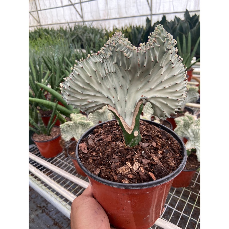 Succulent Euphorbia Lactea Ghost