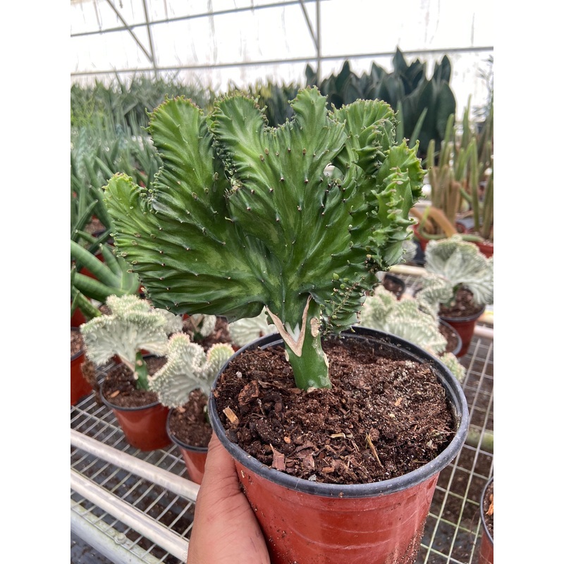 Succulent Euphorbia Lactea Mermaid Tail