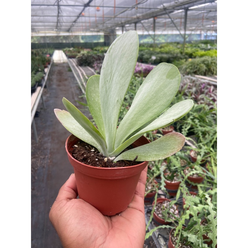 Succulent Kalanchoe ‘Flap Jack’