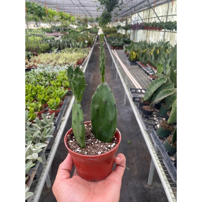 Succulent Prickly Pear Cactus|4″ Pot