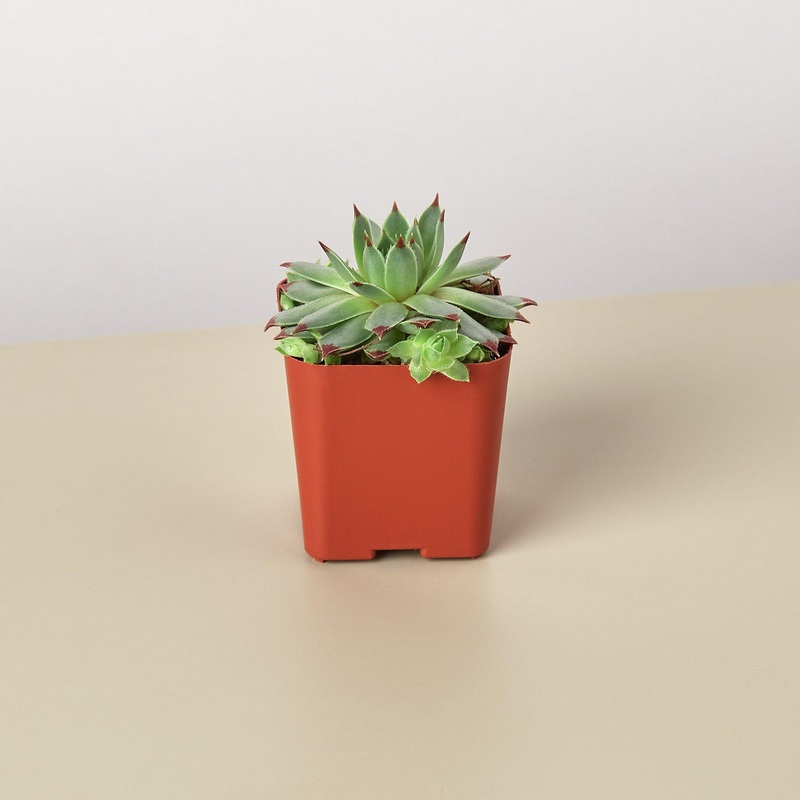 Succulent Variety Packs- 2.0 Pot