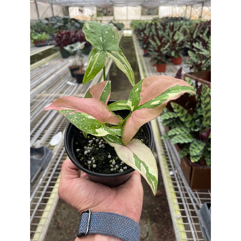 Syngonium ‘Tricolor’|4″ Pot
