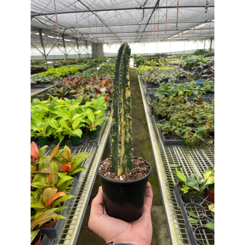 Variegated Blue Candle Cactus|4″ Pot