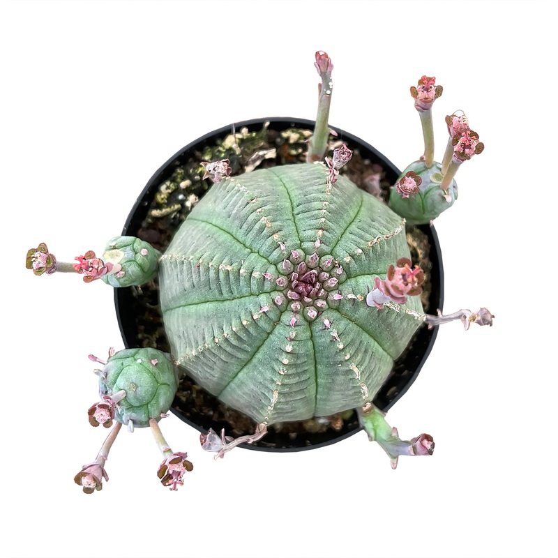2.5 Euphorbia Obesa Hybrid