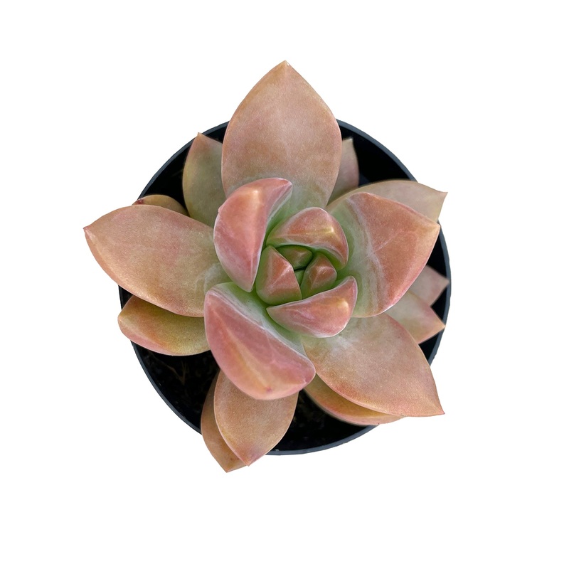 2.5 Graptosedum Copper Glow