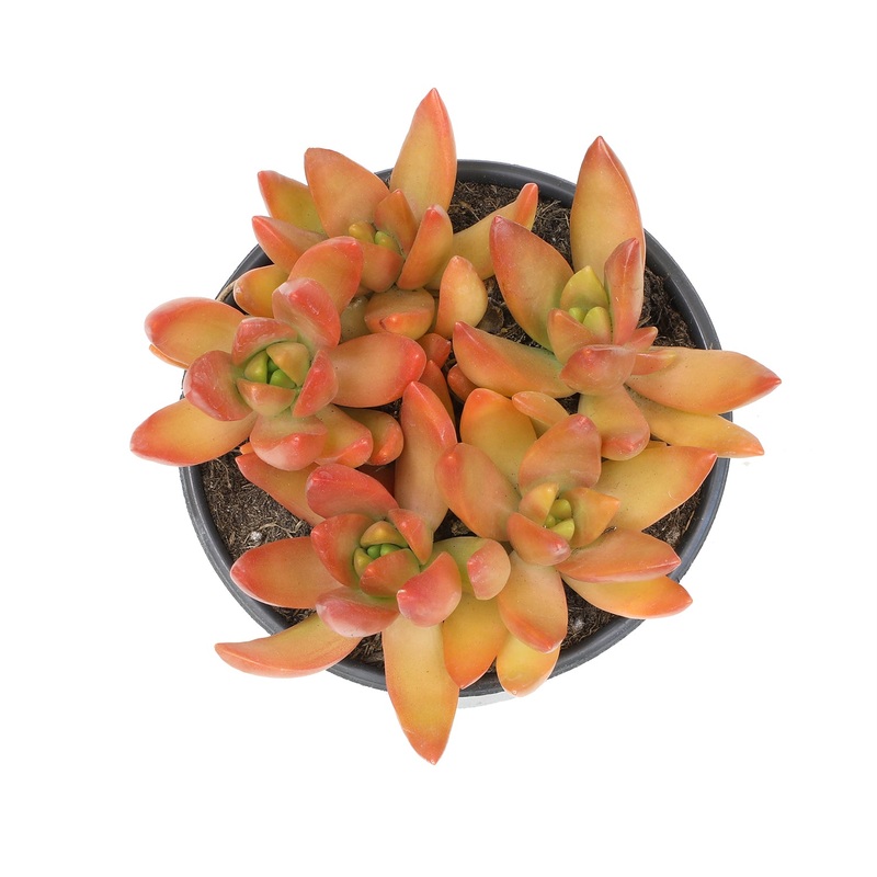 2.5 Sedum Adolphi Sunset