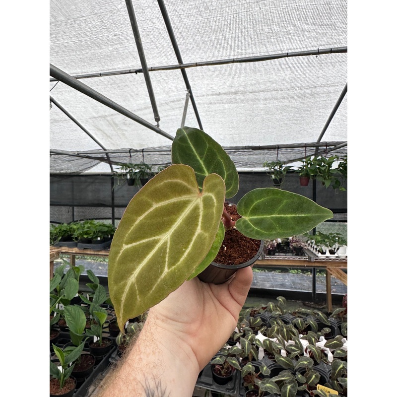 3 Anthurium papillilaminum x forgetii