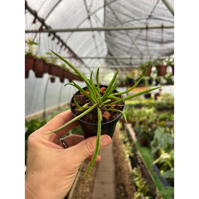 3 Hoya acicularis v. mutate