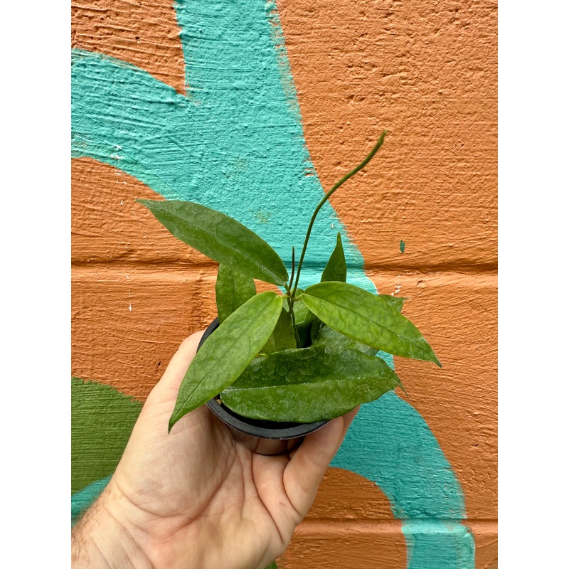 3 Hoya archiboldiana (red flower)