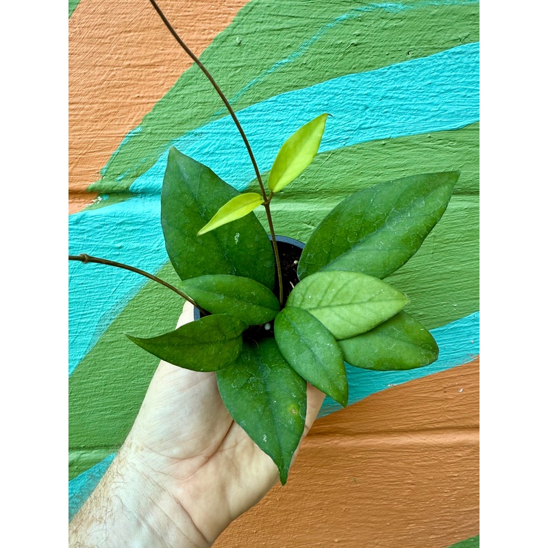 3 Hoya fungii x pubicalyx Royal Hawaiian Purple
