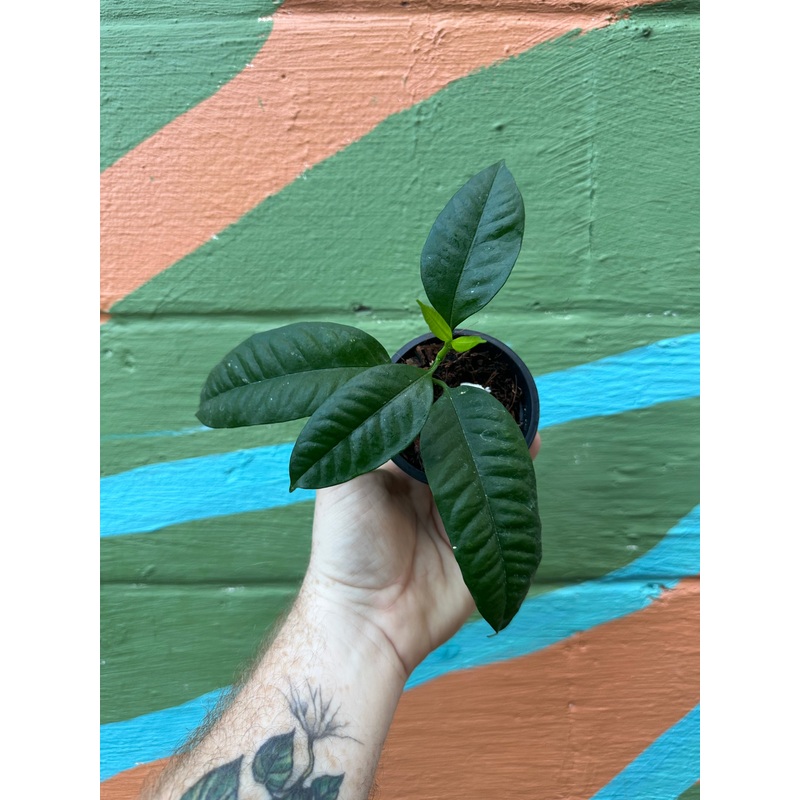 3 Hoya multiflora