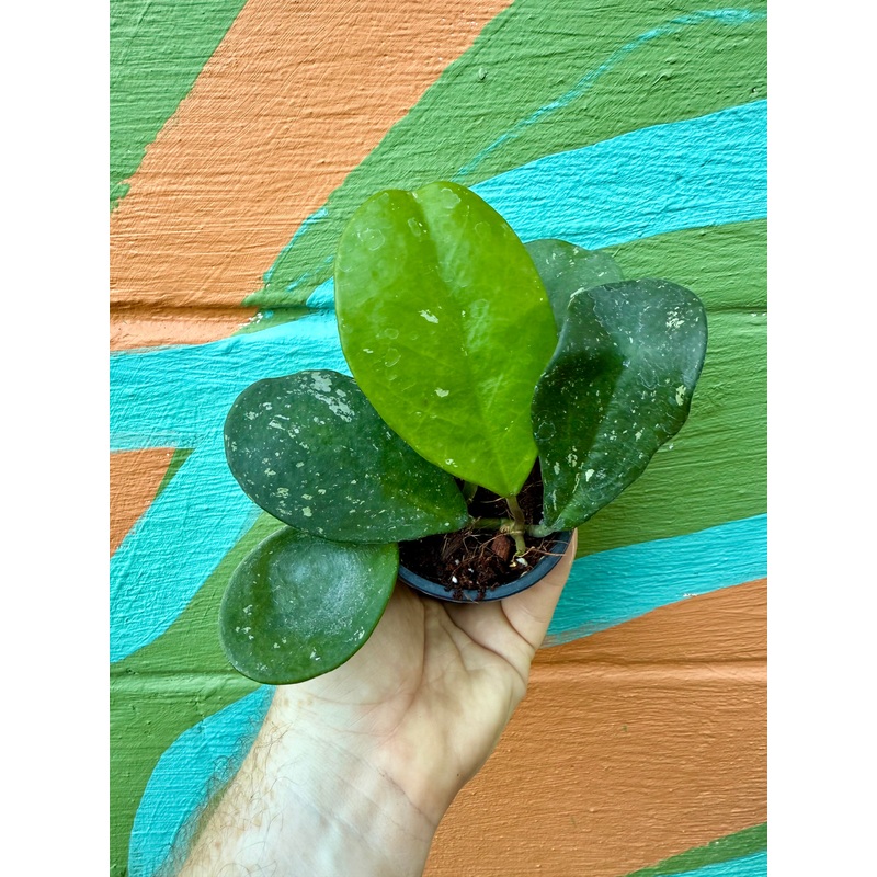 3 Hoya obovata ‘Splash’