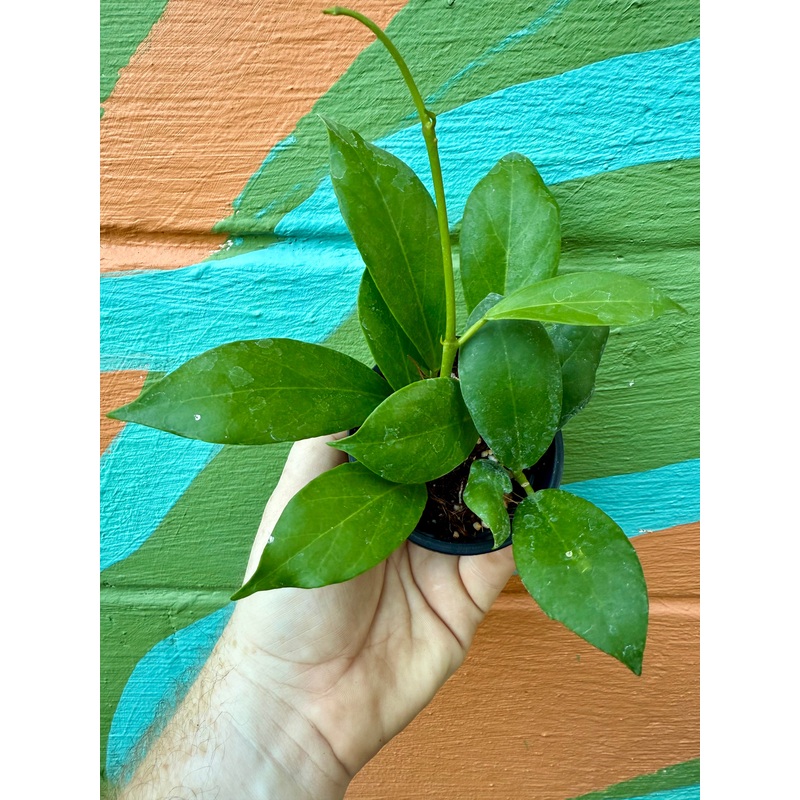 3 Hoya Obscura