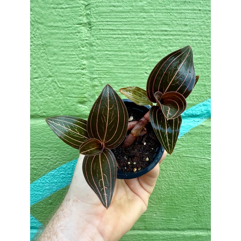 3 Ludisia discolor ‘Black Jewel Orchid’