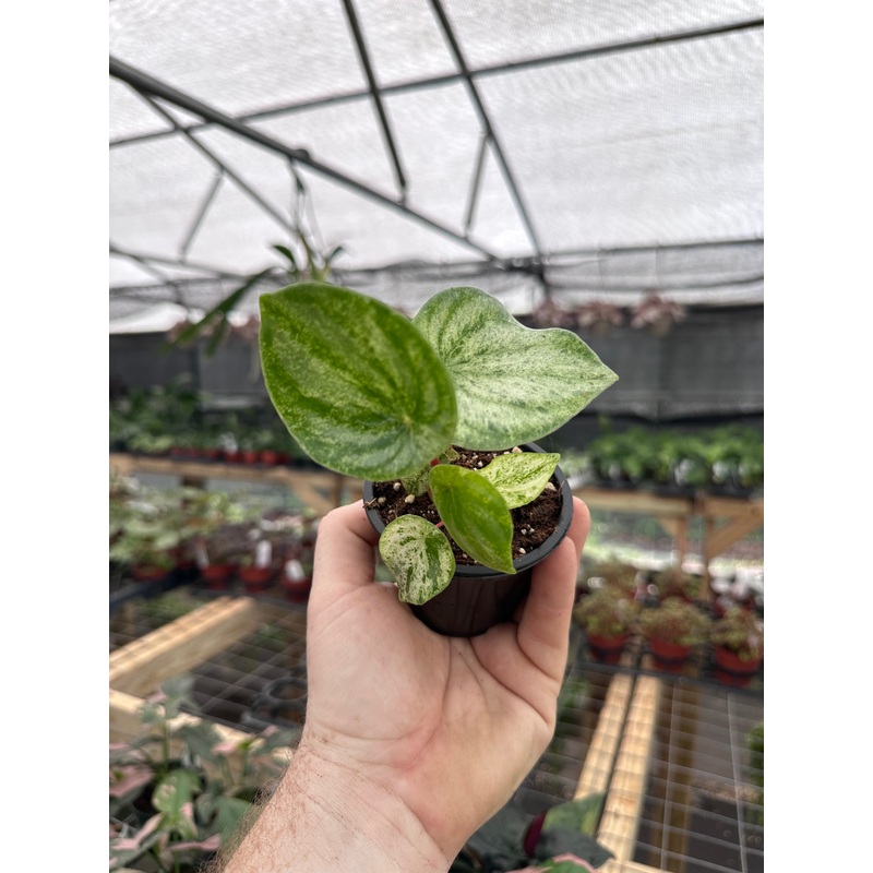 3 Peperomia Gold Dust (variegated Watermelon)
