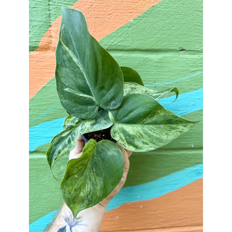 3 Philodendron hederaceum variegated ‘Heart Leaf’