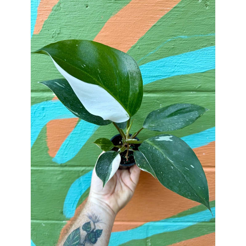 3 Philodendron White Knight