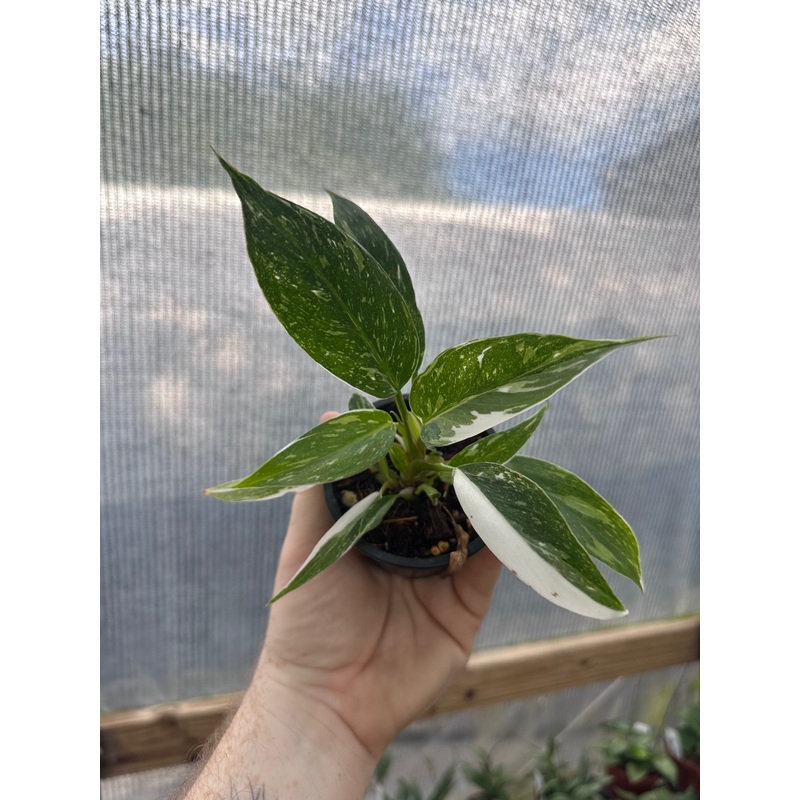 3 Philodendron White Princess