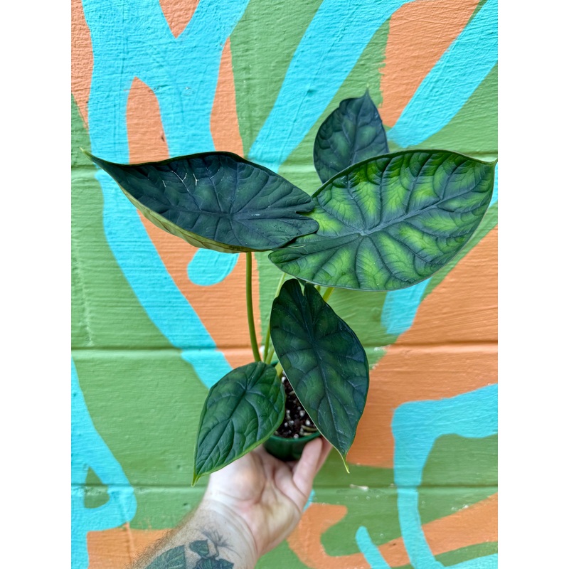 4 Alocasia ‘Dragon Scale’