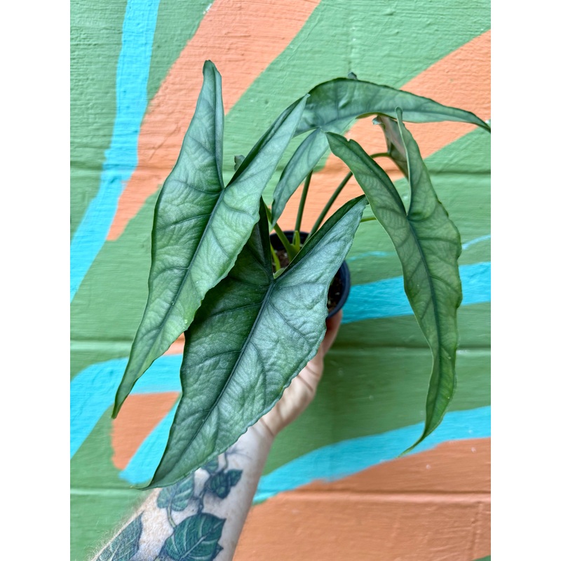 4 Alocasia Dragons Breath