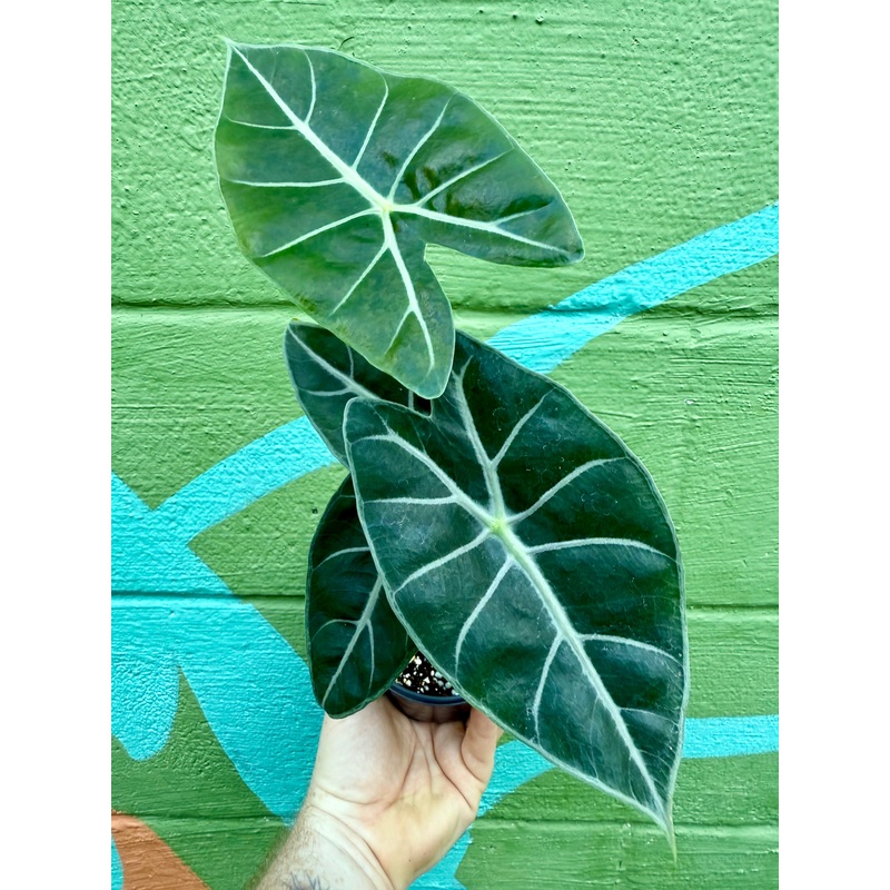 4 Alocasia longiloba Purple Vein’