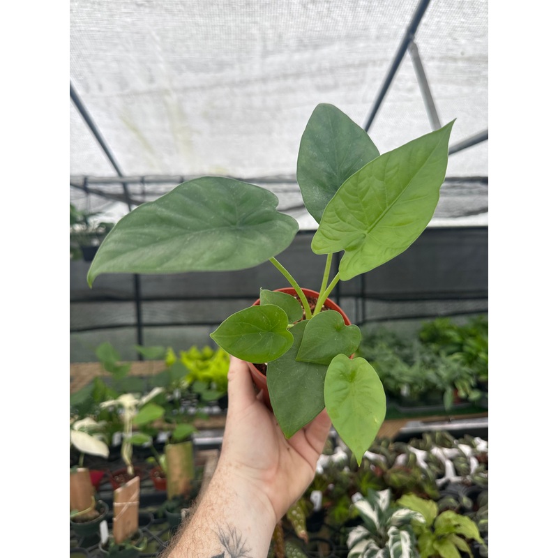 4 Alocasia ‘Lukiwan’