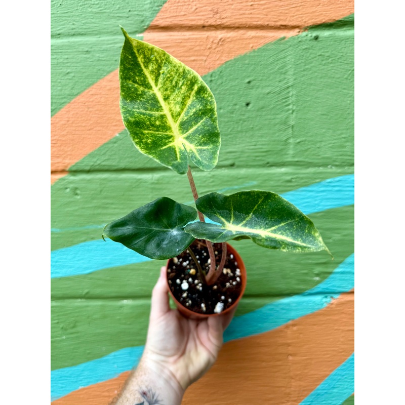 4 Alocasia ‘New Guinea Gold’